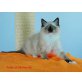 Xanto, Ragdoll - Kater