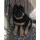 Xantos, Altdeutsche Schäferhunde Welpen - Rüde