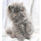 Xarina of Jesscor Cats, Perser - Katze