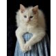 Xaver, ein besonderes Katerchen, Ragdoll - Kater