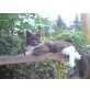 Xavia, Maine Coon - Kater
