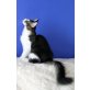 Xavier, Maine Coon - Kater