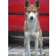 Xavier, wunderschöner Jagdhund Mix - Rüde