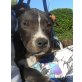 Xena, Amerikanischer Staffordshire-Terrier Welpen - Hündin