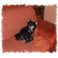 Xena, Chihuahua langhaariger Schlag - Hündin