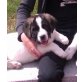 Xena, Knuffelbär, Mischling (großwerdend) Welpen - Hündin