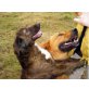Xena, Mix - Hündin