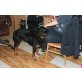 Xena, Rottweiler - Hündin