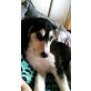 Xena, Verspielt, aufgeweckt und neugierig Welpen - Hündin