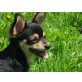 Xena Xandro Xerxes, Chihuahua langhaariger Schlag Welpen - Hündin