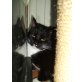 Xena, ehk&ehk - Katze