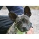Xena, franz.Bulldoge-Mix - Hündin