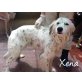 Xena-hat Augen zum Dahinschmelzen!!!, Englischer Setter - Hündin