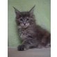 Xenia, Maine Coon - Katze