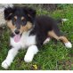 Xenon, Sheltie Welpen - Rüde