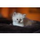 Xenora mora, Yve , Your Fashion Fare, Heilige Birma - Katze