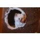 Xenora mora, Yve , Your Fashion Fare, Heilige Birma - Katze
