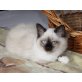 Xerxes, Heilige Birma - Kater