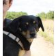 Xesta, Pinscher Mix - Hündin