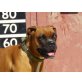 Xia,sehr lieb, Boxer - Hündin
