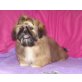 Xilita red vom Drachensee, Shih Tzu - Hündin