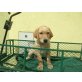 Xill, Labrador Retriever Welpen - Rüde