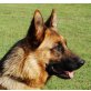Xindi, Deutscher Schäferhund - Hündin