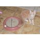 Xisco of Maine Fire, Maine Coon - Kater