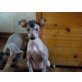 Xoloitzcuintle - Hündin