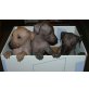 Xoloitzcuintle - Hündin