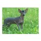 Xoloitzcuintle - Hündin