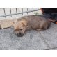 Xtra-Sweety, Cairn-Terrier - Hündin