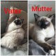 Xxxxx, Ragdoll - Katze