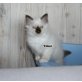 Xynthya, Xerxes und Yoker, Heilige Birma - Kater