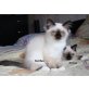 Xynthya und Xerxes, Heilige Birma - Kater