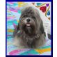 Xyz Candymann, Shih Tzu - Rüde