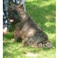 Y-Morris, Cairn-Terrier - Rüde
