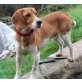 Y O Y O , Katzenverträg. freundl. verspielter Beagelmix - Rüde