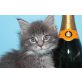 Y-WURF A STAR COON, Maine Coon - Kater