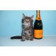 Y-WURF A STAR COON, Maine Coon - Katze