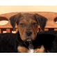 YABOO, Beagle Shar Pei Mix,Pflegestelle NÖ Welpen - Rüde