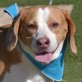 YACO - Linares, Beagle - kastriert - Rüde
