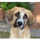 YAGO - Ubeda, Herdenschutzhund-Mix - unkastriert Welpen - Rüde