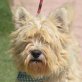 YAKI - Linares, West Highland White Terrier, kastriert - Rüde
