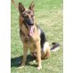 YAKO - Notfall !, Deutscher Schäferhund - Rüde