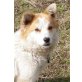 YAMAHA, Pflegestelle Oberösterreich, Spitz-Mix - Hündin