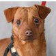 YANIS - Linares, Pinscher-Mischling, kastriert - Rüde