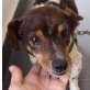 YARA *NOTFALL*, Jack-Russel-Mischling - Hündin
