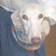 YASMINA, Galga - Hündin