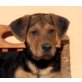 YASTI, Beagle/Shar Pei Mix,Pflegestelle NÖ Welpen - Rüde